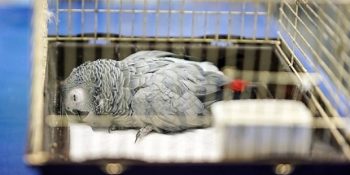 Murat Özdemir’in İşkence Ettiği Papağanın Ölmesi Üzerine Gelen Sosyal Medya Tepkileri