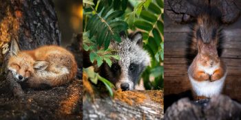 Finlandiya’daki Ormanların Büyüleyici Olduğunu Kanıtlayan 41 Fotoğraf