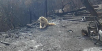 Feci Yangından Sonra Sabırla Sahibinin Gelmesini Bekleyen Köpeğin Hikâyesi