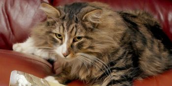 14 Aydır Mama Fabrikasında Yaşayan Kayıp Kedi Clive