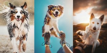 Tatlılık Konusunda Birbirleriyle Yarışan Şirin mi Şirin 50 Köpek Fotoğrafı