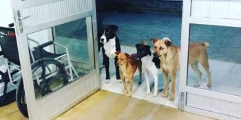 Hastaneye Giden Evsiz Adamın Yalnız Olmadığını Kanıtlayan Dostları