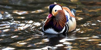 Hayat Çok Renksiz Derken Bir Anda Çıkagelen Güzellik: Mandarin Ördeği