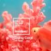 Pantone Tarafından 2019 Yılının Rengi Seçilen Living Coral: Canlı Mercan