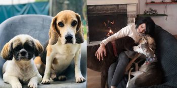 Tatile Giderken Evcil Hayvanlarınızı Güvenle Bırakabileceğiniz 7 Otel ve Pansiyon