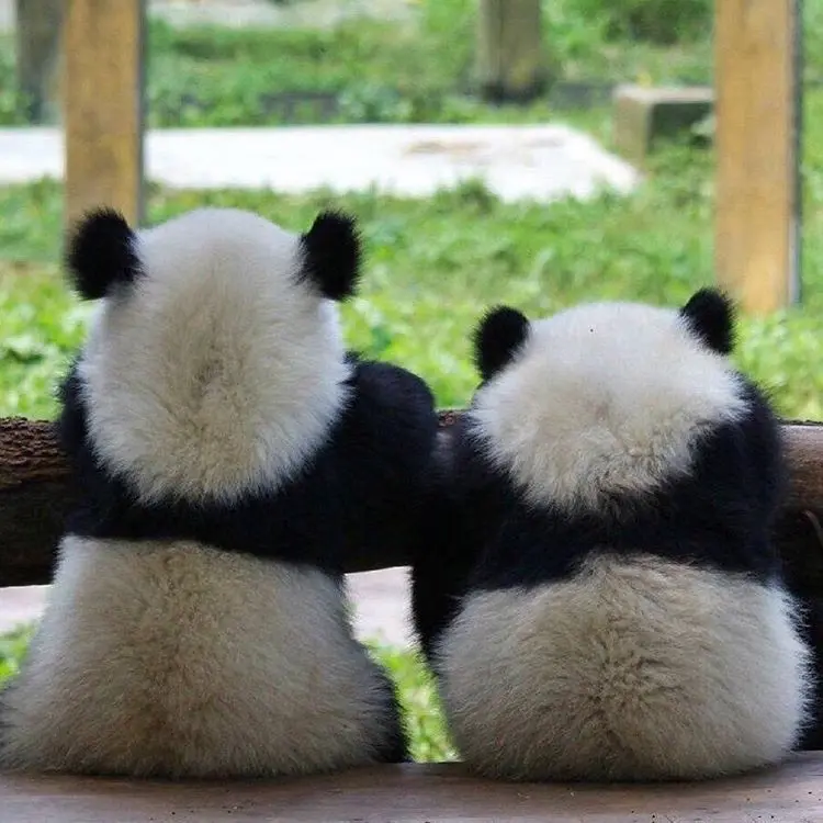 Lougantai, Zhou Zhi pandalar