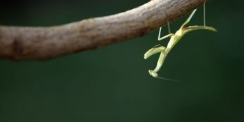 Çiftleştikten Sonra Erkeğini Yiyen Peygamber Devesi Hakkında İlginç Bilgiler