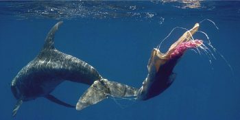 Gelecek Çok da Uzakta Değil: Plastik Kirliliğine Basit Ama Etkili Çözüm