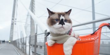 Kritik Ay Tutulması Öncesi 14 – 20 Ocak Haftalık Burç Yorumları