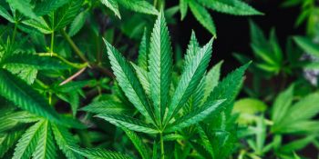 Kenevir Nedir? Kenevir Yağı ve Tohumunun Akla Bile Gelmeyecek Faydaları