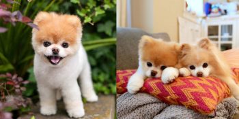 Buddy’i Kaybetmenin Acısına Dayanamayan ve Kalp Kırıklığından Ölen Boo