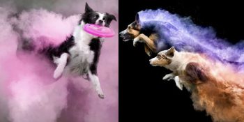 Renkli Tozlar Sayesinde Koşarken Harikalar Yaratan 10 Köpek