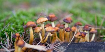 Ölüm Döşeğindeki Hastaların Anksiyetesini Uyuşturucu Mantar Terapisiyle Tedavi Edecek Hastane