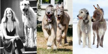 Görüp Görebileceğiniz En Komik ve En Büyük 49 İrlanda Kurt Köpeği Fotoğrafı