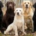 Labrador Retrieverlar ile İlgili Bilmeniz Gereken 12 Gerçek