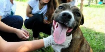 deu hayvan dostları toplulugu