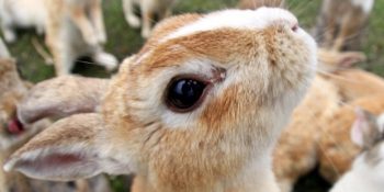 Hayvanseverlerin ve Doğa Tutkunlarının Ziyaret Etmesi Gereken 17 Yurt Dışı Lokasyonu