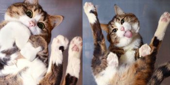 Görür Görmez Eve Bir Cam Masa ve Bir Kedi Almak İsteyeceğiniz 49 Fotoğraf