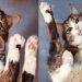 Görür Görmez Eve Bir Cam Masa ve Bir Kedi Almak İsteyeceğiniz 49 Fotoğraf