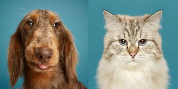 Her Kedi ve Köpek Irkının Eşsiz Bir Kişiliğe Sahip Olduğunu Gösteren 11 Fotoğraf