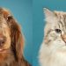Her Kedi ve Köpek Irkının Eşsiz Bir Kişiliğe Sahip Olduğunu Gösteren 11 Fotoğraf