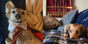 “Harry Potter” Büyülerini Öğrenerek Severus Snape’i Bile Güldürebilecek Köpek: Remus