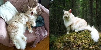 Görüp Görebileceğiniz En Büyük Kedilerden Biri Olan Lotus’un Nefes Kesici 32 Fotoğrafı