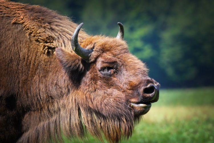 Yaban bizonu