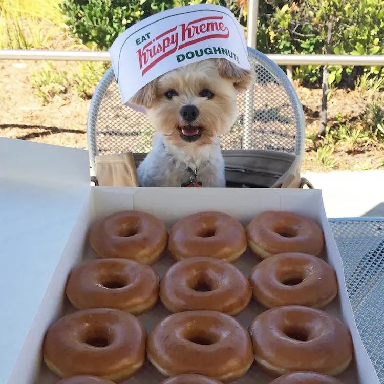 gurme köpek popeye