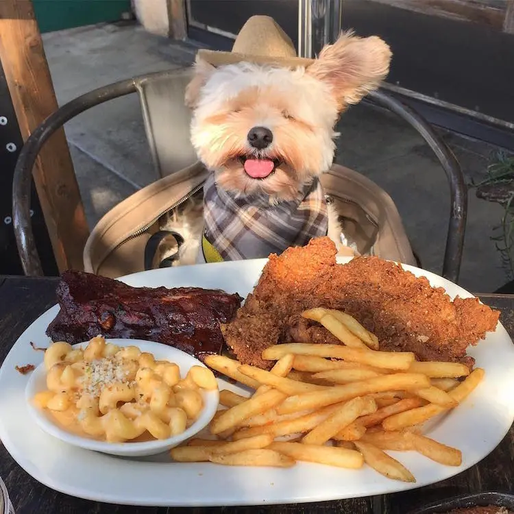 gurme köpek popeye