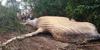 Amazon Ormanı’nda Bulunarak Bilim Dünyasını Şaşkına Çeviren Balina