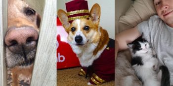 Airbnb’den Ev Kiralayanları Ağırlayan Dört Ayaklı Tatliş 30 Ev Sahibi