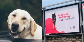 Masum Canları Bir Eşya Gibi Terk Edenlere Karşı Duran Proje: “Beni Unuttunuz”
