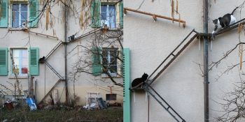 İsviçre’de Binaları Sararak Kedileri Özgürleştiren Kedi Merdivenleri