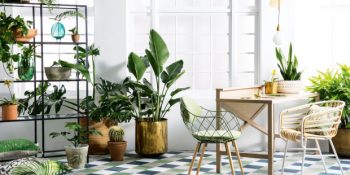 Evinizdeki Havayı Temizleyecek NASA Önerili 11 Bitki