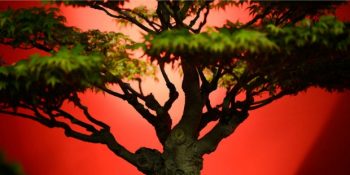 Binlerce Dolarlık Bonsai Hırsızlığı ve Limura Ailesinin Yaşadıkları