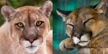 Hayvanlar Aleminden Üzücü Haber: Nesli Tükenen Doğu Puması
