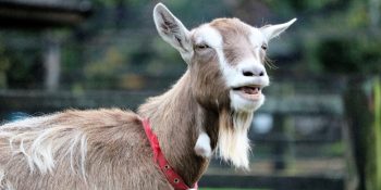 Günah Keçisi Deyiminin Oldukça Eski Bir Ritüele Dayanan İlginç Hikayesi