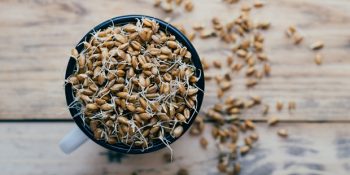 Buğdayın Hayat Kaynağı Ruşeym Nedir? İşte Ruşeymin Saymakla Bitmeyen Faydaları