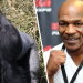 Zorbalık Yapan Gorille Dövüşmek İçin Bakıcısına 10.000 Dolar Teklif Eden Mike Tyson