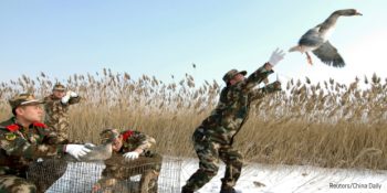 Köpeklerin Yerini Alarak Çin Polisinin En Büyük Yardımcısı Olan Ördekler