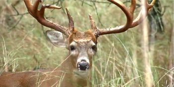 Amerika’nın Yeni Kabusu “Zombi Geyik” Hastalığı Hakkında Bilinmesi Gerekenler
