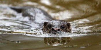 Çernobil Faciasından 33 Sene Sonra Facianın Yaşandığı Kasabadan Umut Verici Fotoğraflar