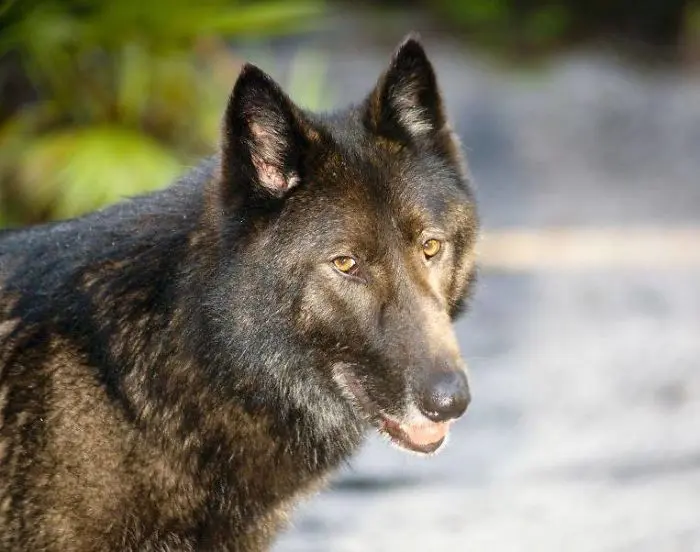 kurt köpeği