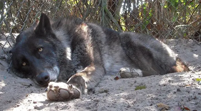 kurt köpeği