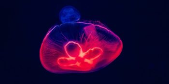 Merkür Retrosu Etkileriyle 4 – 10 Mart Haftalık Burç Yorumları