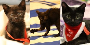 Hastalıklarla Savaşarak Hayatta Kalan Minik Savaşçı Prenses: Kedi Shuri