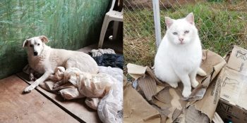 Yardıma Muhtaç Sokak Canlarının Mutluluğu Bulduğu Huzur Evi: Son Durak