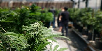 Oregon Eyaletinde Talebin Çok Üzerinde Üretildiği İçin İmha Edilen Marihuana