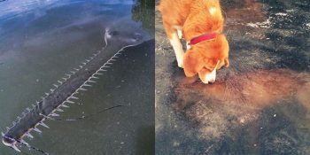 Doğanın Karanlık Tarafını Gözler Önüne Seren 30 Çarpıcı Fotoğraf